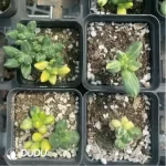 Pachypodium compactum variegated