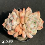 Echeveria Snow Melanie Double Head