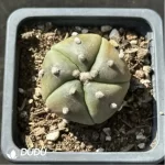Cactus-Astrophytum asterias var.five