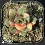 Echeveria Monocerotis variegated