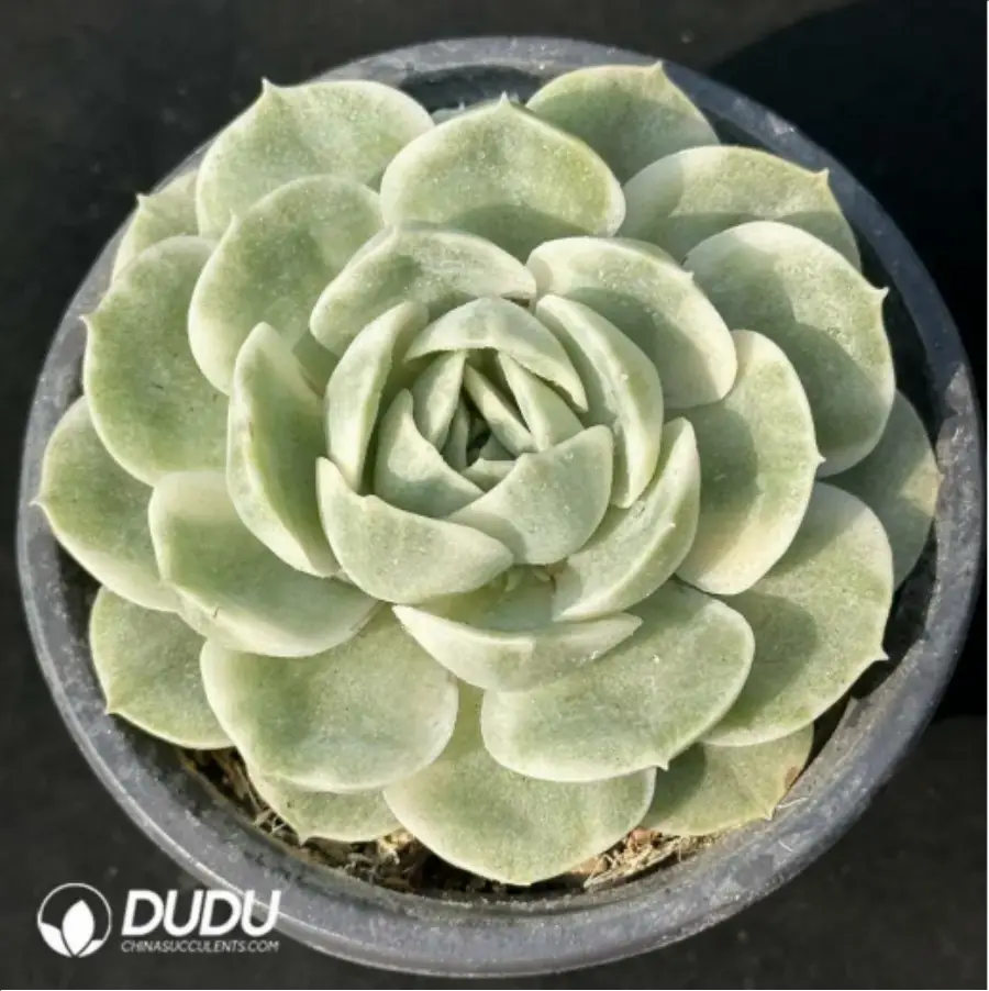 1-2999.webp Echeveria Onslow variegate - Image 1