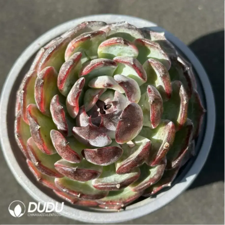 1-3004.webp Blueberry - Image 1