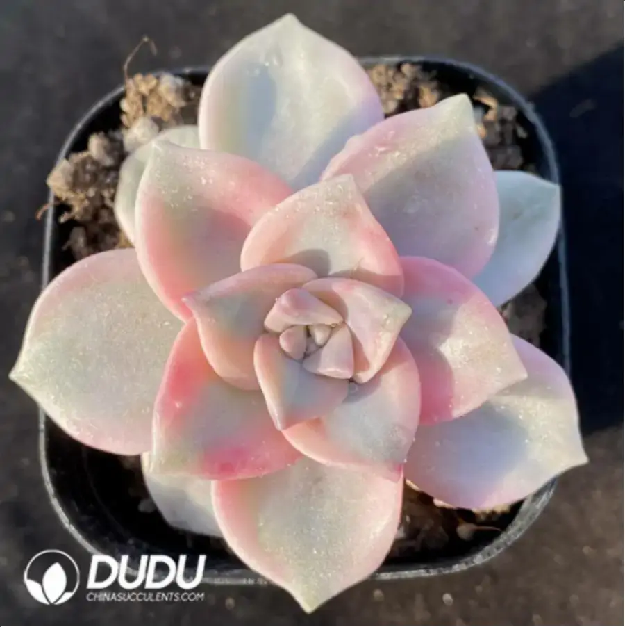 1-301.webp Graptopetalum Purple Delight Variegated - Image 1