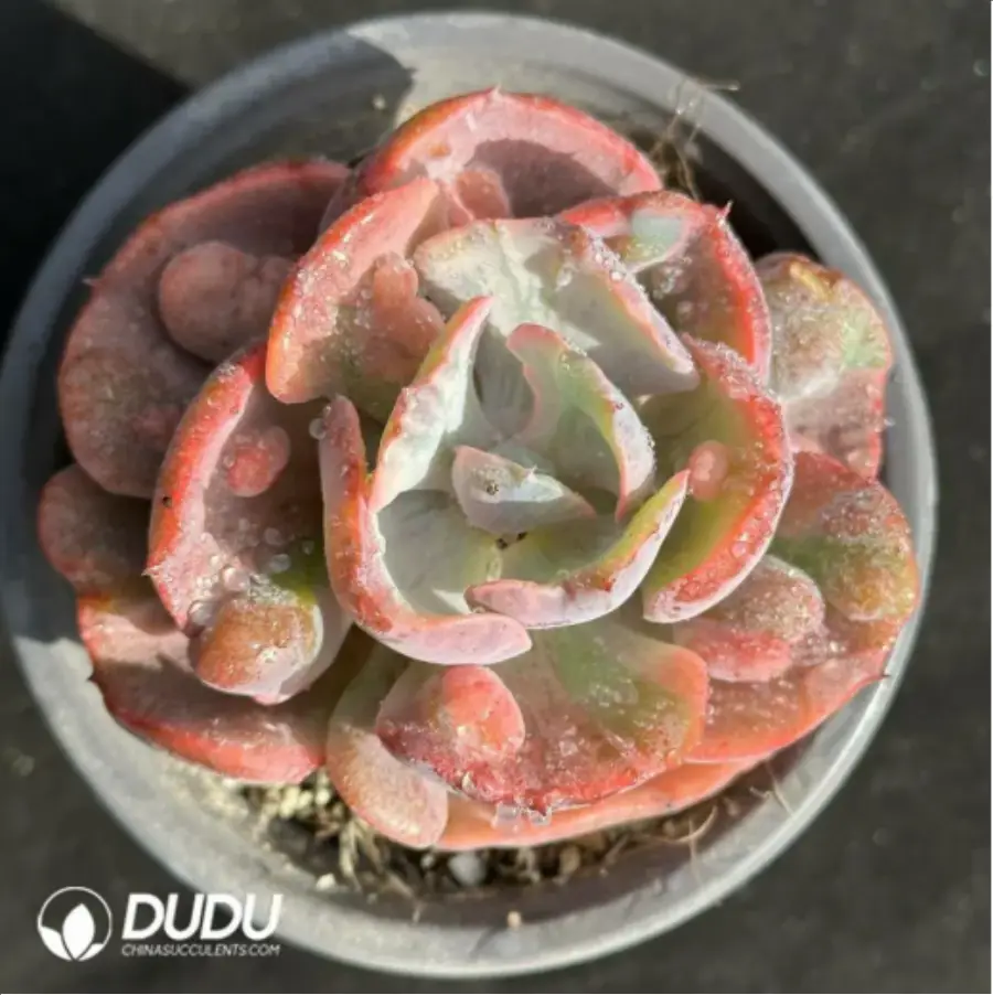 1-3010.webp Echeveria Rain drops variegated - Image 1