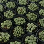 Conophytum-Phosphor jade(Pot Sale)