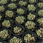 Conophytum-hians(Pot Sale)