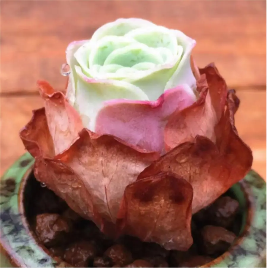 1-3048.webp Aeonium Greenovia Aurea 'Ex GranCanaria - Image 1