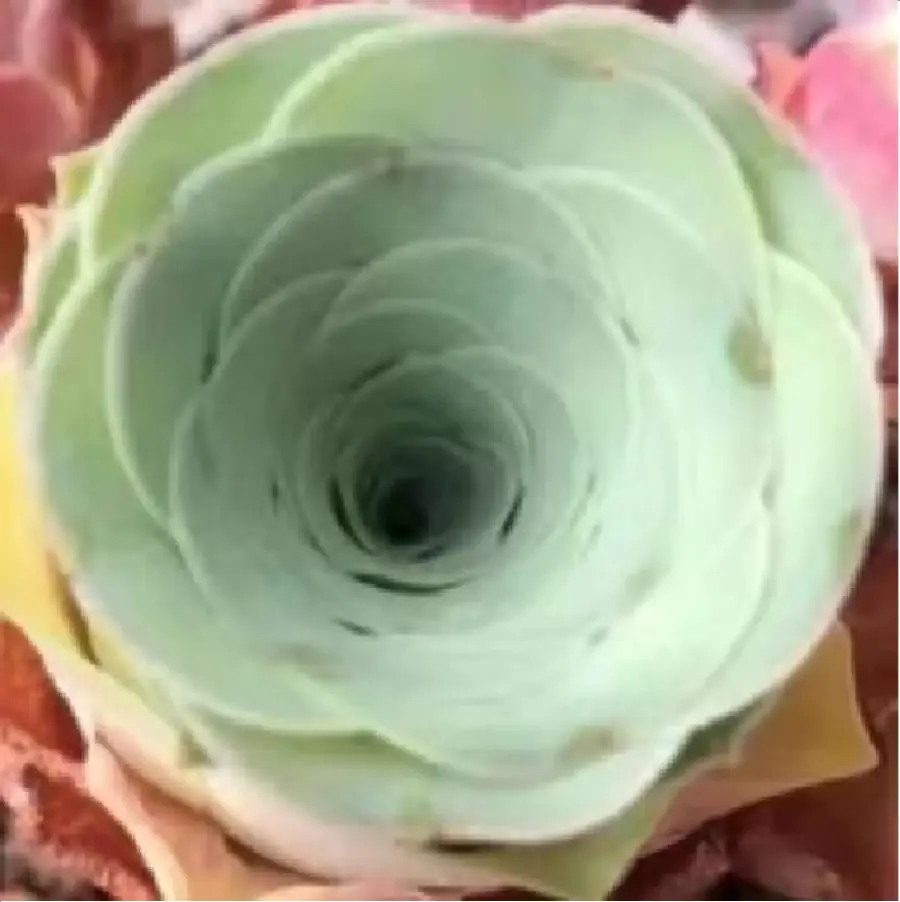 1-3062.webp Aeonium Greenovia Blood Sakura - Image 1