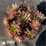 Aeonium 'Phoenix Flame' Variegated Cluster