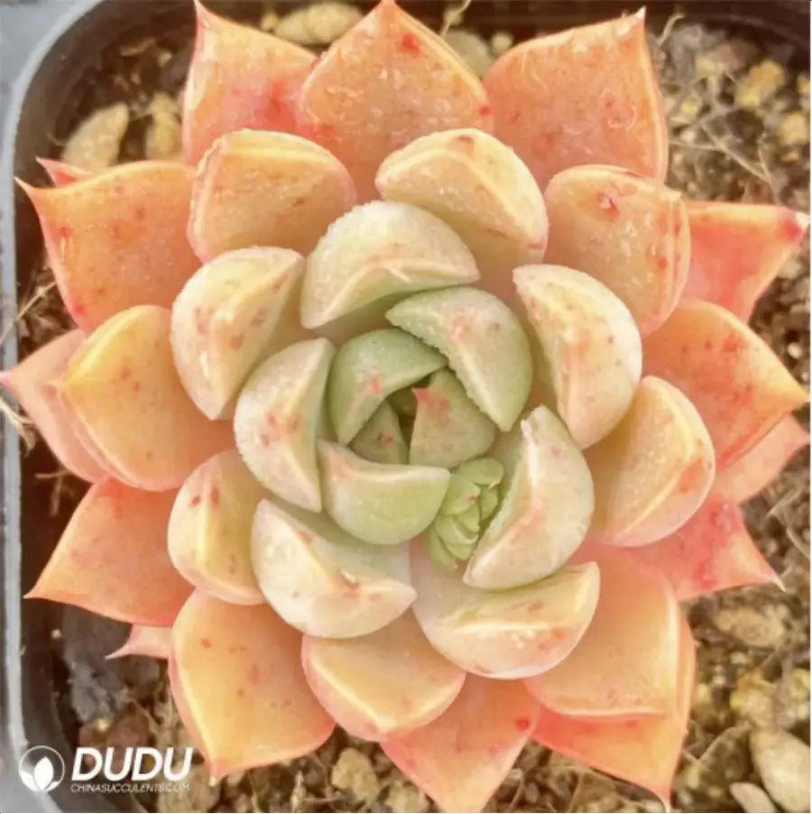 1-3098.webp Lady Rose - Image 1