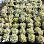 105Pcs/Tray Echeveria White Lotus Seedlings(Mix & Match 5+)