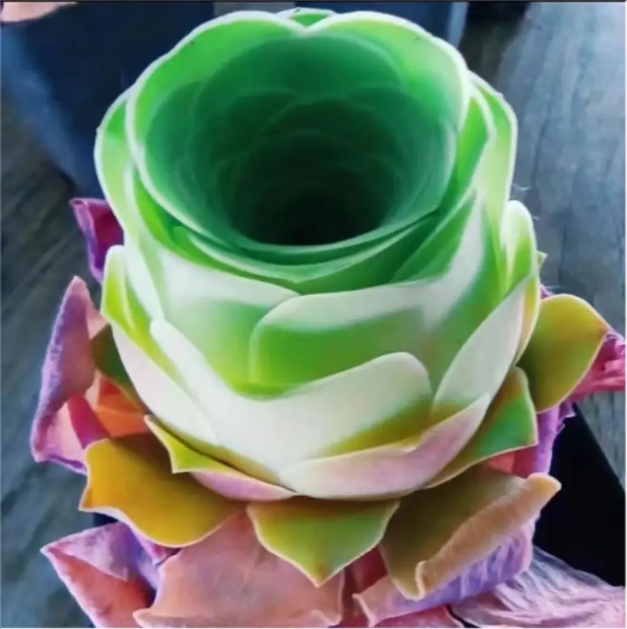 1-3102.webp Aeonium Greenovia diplocycla (willd.)Webb et Berthel - Image 1