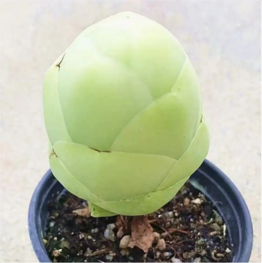 1-3106.webp Aeonium Greenovia diplocyclum var. gigantea - Image 1