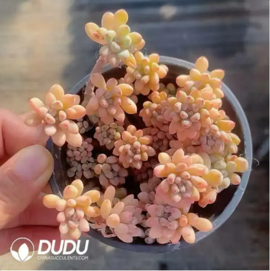 1-385.webp Mung Bean Variegated Clustering(Scattered Clustering) - Image 1