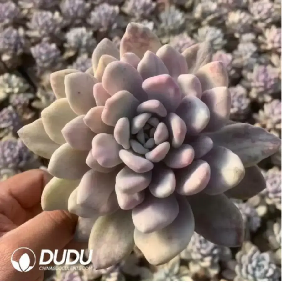 1-451.webp Graptoveria Opalina Stone Variegated - Image 1