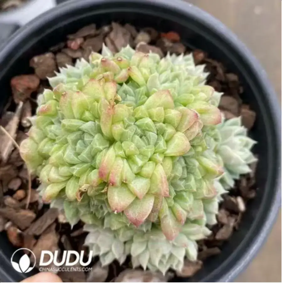 1-453.webp Echeveria Emerald Cluster - Image 1