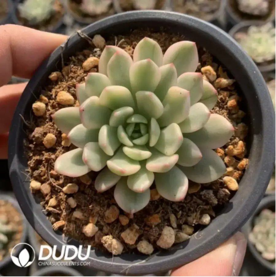 1-482.webp Echeveria Red Gem Variegated - Image 1