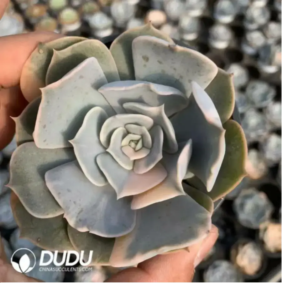 1-484.webp Echeveria Gemini Variegated - Image 1