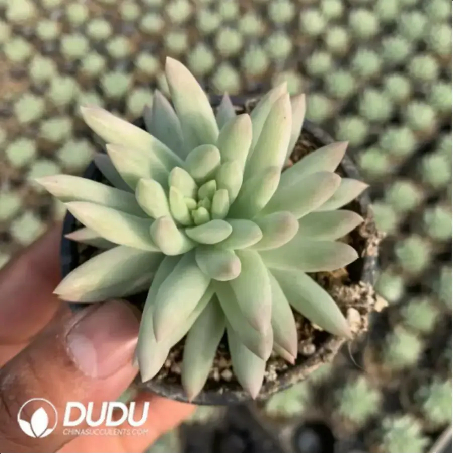 1-487.webp Sedum sediforme Varigated - Image 1