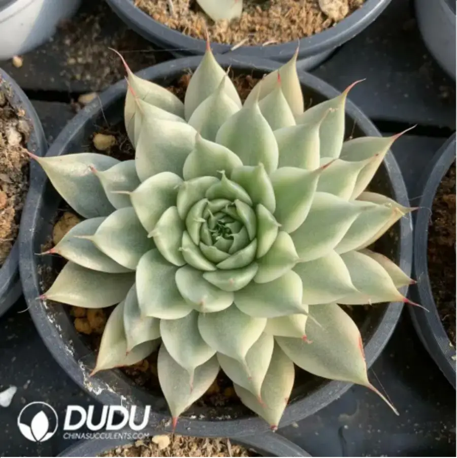 1-488.webp Graptoveria cv. Silver Star Varigated - Image 1