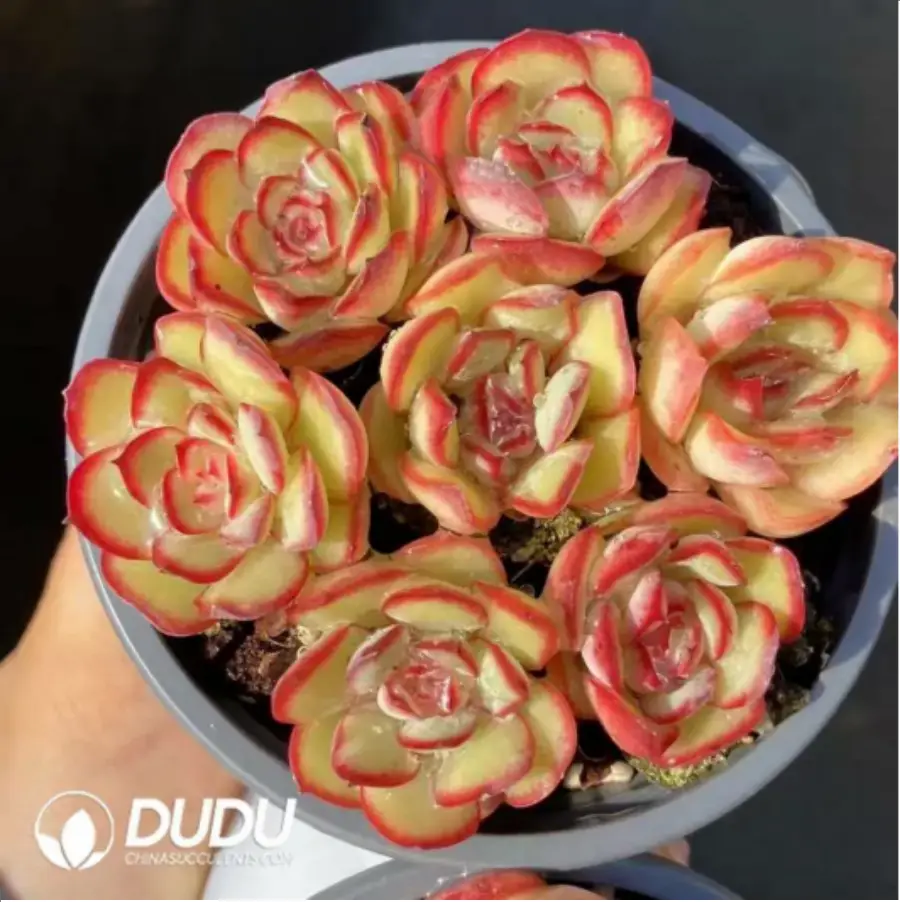 1-498.webp Echeveria Meat paste Rose Collocation - Image 1