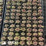 105Pcs/Tray Echeveria Black Crystal Seedlings(Mix & Match 5+)