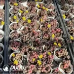 Othonna L. Maruha Xuan Ziyue