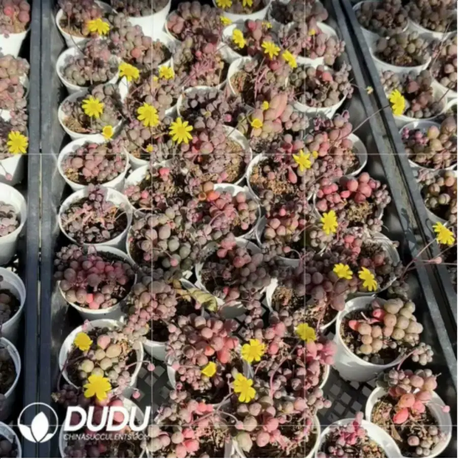 1-51.webp Othonna L. Maruha Xuan Ziyue - Image 1