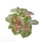 0.3/Pcs Caladium 'Carolyn whorton' Seedling(100Pcs??