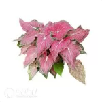 0.3/Pcs Caladium 'Thai Beauty' Seedling(100Pcs??