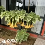 0.6/Pcs Datura variegated Seedling(100Pcs??