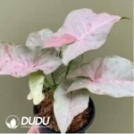 0.2/Pcs Syngonium pink spot Seedling(100Pcs??