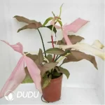 0.2/Pcs Syngonium pink beauty Seedling(100Pcs??