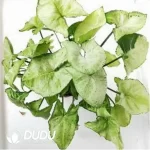 0.2/Pcs Syngonium podophyllum white Butterfly Seedling(100Pcs??
