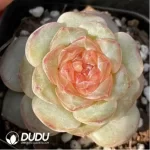 Echeveria Pear Blossom Wine