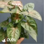 0.2/Pcs Syngonium Christmas Seedling(100Pcs??
