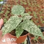 0.5/Pcs Ficus cotton color Seedling(100Pcs??