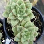 Echeveria Rose Maria Double Head