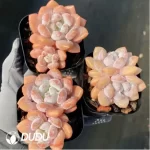 Echeveria Laurel Double Head
