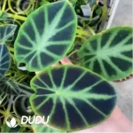 0.4/Pcs Colocasia heterochroma 'Dark Shadows' Seedling(100Pcs??