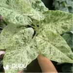 1.1/Pcs Alocasia odora variegated Batik Seedling(100Pcs??