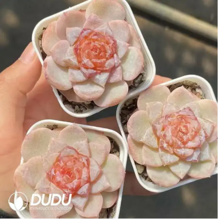 1-62.webp Echeveria Winter Plum - Image 1