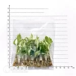 0.3/Pcs Calathea ornata 'Sanderiana' Seedling(100Pcs??