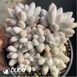 Graptopetalum glutinous rice balls clustering