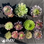 DuDu Aeonium Collocation 2