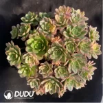 Aeonium Sweet Tea Clustering