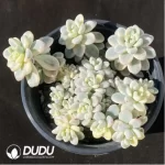 Sedum Clavatum Variegata Clustering