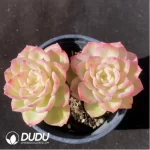 Echeveria Melon Double Heads
