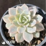 Echeveria Subsessilis Veriegated