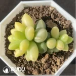 Pachyphytum Chiyoda Variegated
